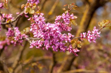 İlkbaharda pembe çiçekli Cercis silikastrum dalları, yaygın olarak Judas ağacı veya Judas-ağacı olarak bilinir.