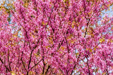 İlkbaharda pembe çiçekli Cercis silikastrum dalları, yaygın olarak Judas ağacı veya Judas-ağacı olarak bilinir.