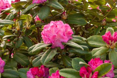 Parlak ve güzel pembe rhododendron çiçekleri ilkbaharda Bodensee, Langenargen, Almanya yakınlarında açar.