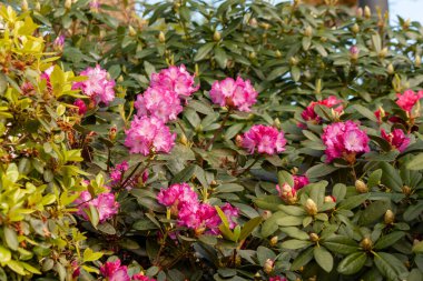 Parlak ve güzel pembe rhododendron çiçekleri ilkbaharda Bodensee, Langenargen, Almanya yakınlarında açar.
