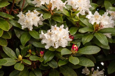 Parlak ve güzel beyaz rhododendron çiçekleri ilkbaharda Bodensee, Langenargen, Almanya yakınlarında açar.