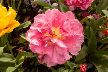 Peonies in bloom in the city park in the springtime. Magically beautiful blooming flowers. Germany clipart