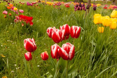 Kırmızı ve beyaz, sarı ve diğer laleler Langenargen seti civarında çiçek açıyor. Bodensee bölgesi