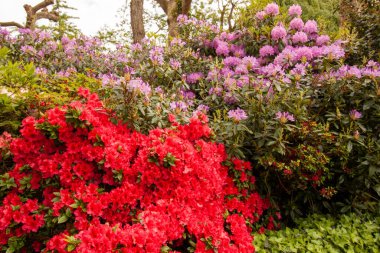 Parlak ve güzel kırmızı ve amaranth macenta rhododendron çiçekleri ilkbaharda Bodensee, Langenargen, Almanya yakınlarında açar.