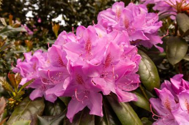 Bahar mevsiminde Bodensee, Langenargen, Almanya yakınlarında parlak ve güzel amaranth rhododendron çiçekleri açar.