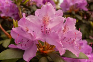 Bahar mevsiminde Bodensee, Langenargen, Almanya yakınlarında parlak ve güzel amaranth rhododendron çiçekleri açar.