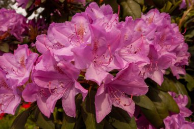 Bahar mevsiminde Bodensee, Langenargen, Almanya yakınlarında parlak ve güzel amaranth rhododendron çiçekleri açar.