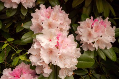 Parlak ve güzel beyaz rhododendron çiçekleri ilkbaharda Bodensee, Langenargen, Almanya yakınlarında açar.