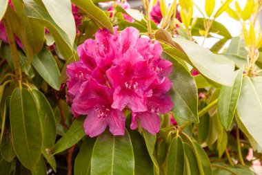 Parlak ve güzel kırmızı rhododendron çiçekleri ilkbaharda Bodensee, Langenargen, Almanya yakınlarında açar.