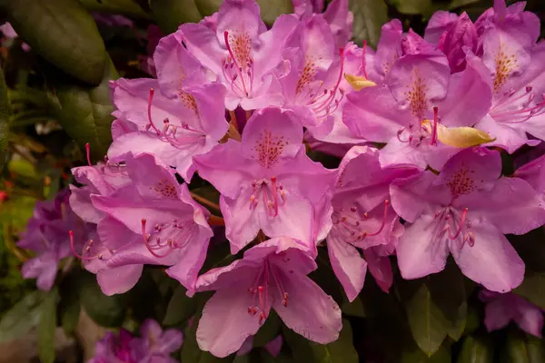 stock image Bright and beautiful amaranth magenta rhododendron flowers blooms in the spring time near Bodensee, Langenargen, Germany