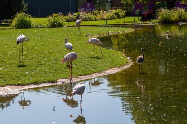 Hayvanat bahçesinde pembe flamingolar, Wilhelma, Stuttgart
