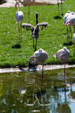 Hayvanat bahçesinde pembe flamingolar, Wilhelma, Stuttgart