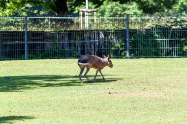 Patagonian Mara (scientific name Dolichotis Patagonum) in the Wilhelma Zoo in Stuttgart, Germany clipart