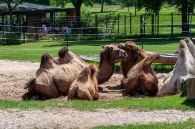 A family of camels in the open area of the Wilhelma Zoo in Stuttgart, Germany. clipart