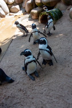 Afrika penguenleri (Spheniscus) penguen familyasından (Spheniscidae), Wilhelma, Stuttgart, Spheniscidae familyasından bir kuş cinsidir.