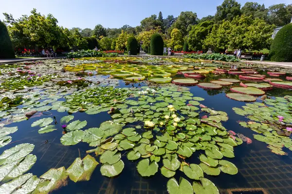 stock image STUTTGART, GERMANY - AUGUST 6, 2024: Tropical water lilies in the Wilhelma zoological and botanical garden in Stuttgart