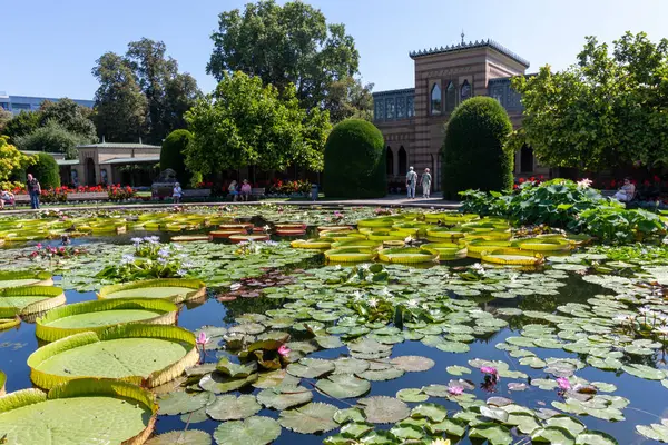 stock image STUTTGART, GERMANY - AUGUST 6, 2024: Tropical water lilies in the Wilhelma zoological and botanical garden in Stuttgart