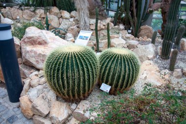 FRANKFURT, Almanya - 2 ARALIK. 2024: Frankfurt 'taki Palmengarten serasında