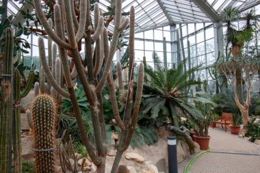 FRANKFURT, Almanya - 2 ARALIK. 2024: Frankfurt 'taki Palmengarten serasında