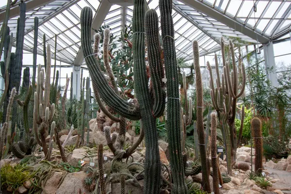 FRANKFURT, Almanya - 2 ARALIK. 2024: Frankfurt 'taki Palmengarten serasında