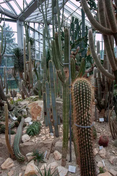 FRANKFURT, Almanya - 2 ARALIK. 2024: Frankfurt 'taki Palmengarten serasında