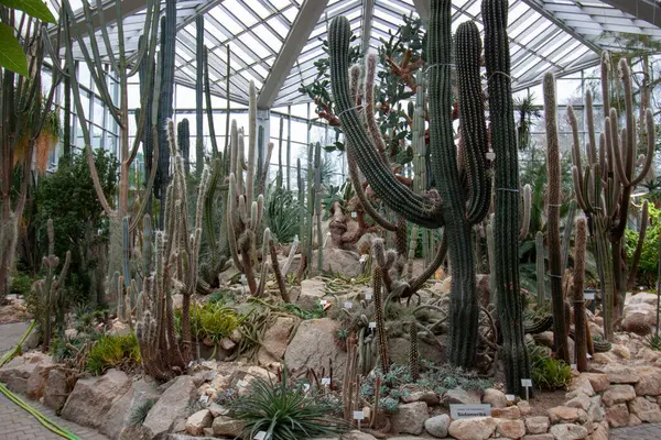 FRANKFURT, Almanya - 2 ARALIK. 2024: Frankfurt 'taki Palmengarten serasında