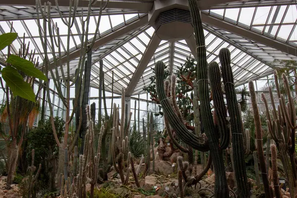 FRANKFURT, Almanya - 2 ARALIK. 2024: Frankfurt 'taki Palmengarten serasında