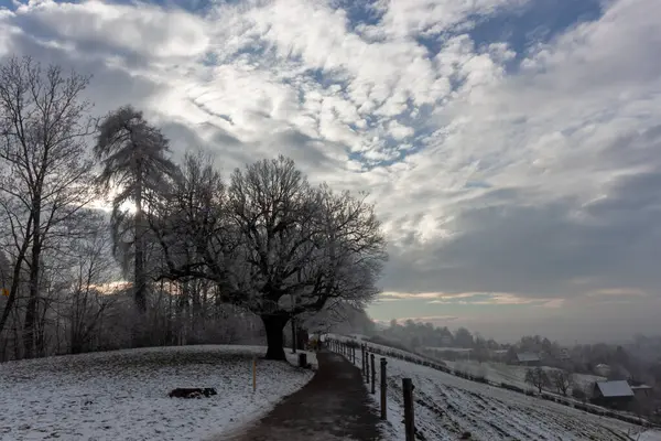 Buzlu ağaçlarla çevrili karlı bir yol ve uzak binaları olan yumuşak bir yamaç, St. Gallen, İsviçre
