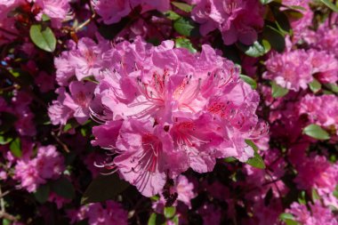 Canlı bir yakın çekim parlak pembe rhododendron çiçeklerinin coşkulu güzelliğini tam çiçeklenme anında yakalar. Her bir çiçek demetinde karmaşık erkek organları olan sayısız narin taç yaprakları sergilenir.