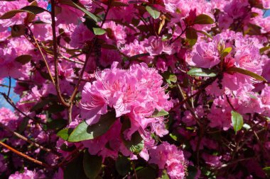 Canlı bir yakın çekim parlak pembe rhododendron çiçeklerinin coşkulu güzelliğini tam çiçeklenme anında yakalar. Her bir çiçek demetinde karmaşık erkek organları olan sayısız narin taç yaprakları sergilenir.