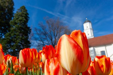 Almanya 'nın Langenargen kentinde canlı bir bahar patlaması, turuncu ve kırmızı lalelerden oluşan çarpıcı bir alanı sergiliyor. Düşük açı perspektifi çiçeklerin zengin renkleri ve narin taç yapraklarını vurgular.