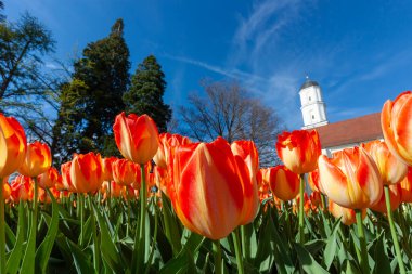 Almanya 'nın Langenargen kentinde canlı bir bahar patlaması, turuncu ve kırmızı lalelerden oluşan çarpıcı bir alanı sergiliyor. Düşük açı perspektifi çiçeklerin zengin renkleri ve narin taç yapraklarını vurgular.