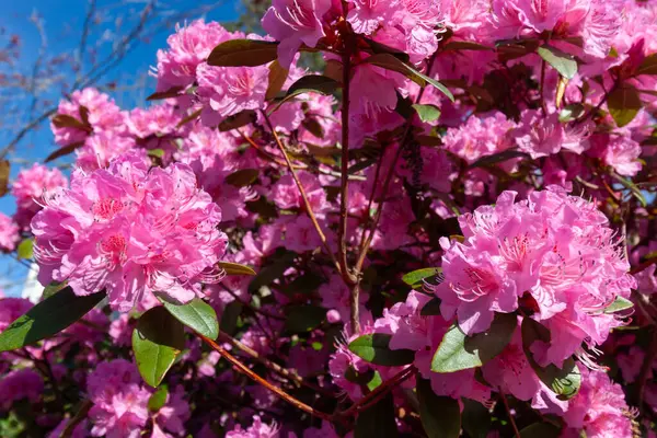 Canlı bir yakın çekim parlak pembe rhododendron çiçeklerinin coşkulu güzelliğini tam çiçeklenme anında yakalar. Her bir çiçek demetinde karmaşık erkek organları olan sayısız narin taç yaprakları sergilenir.