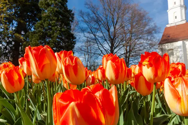 Almanya 'nın Langenargen kentinde canlı bir bahar patlaması, turuncu ve kırmızı lalelerden oluşan çarpıcı bir alanı sergiliyor. Düşük açı perspektifi çiçeklerin zengin renkleri ve narin taç yapraklarını vurgular.