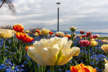 Kremsi beyaz lalenin güzel bir yakın çekimi, Almanya 'nın Langenargen kentindeki pitoresk bir bahar sahnesine hafifçe aydınlatılmış narin taç yaprakları ile sahnenin ortasında yer alıyor.