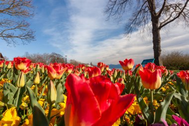 Canlı, alçak açılı bir çekim, Almanya 'nın Langenargen kentindeki baharın gelişini sembolize eden kırmızı ve sarı lalelerin ve neşeli sarı hanım evlatlarının olduğu bir alan yakalar.