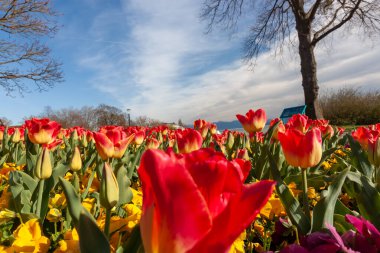 Canlı, alçak açılı bir çekim, Almanya 'nın Langenargen kentindeki baharın gelişini sembolize eden kırmızı ve sarı lalelerin ve neşeli sarı hanım evlatlarının olduğu bir alan yakalar.