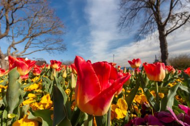 Canlı, alçak açılı bir çekim, Almanya 'nın Langenargen kentindeki baharın gelişini sembolize eden kırmızı ve sarı lalelerin ve neşeli sarı hanım evlatlarının olduğu bir alan yakalar.