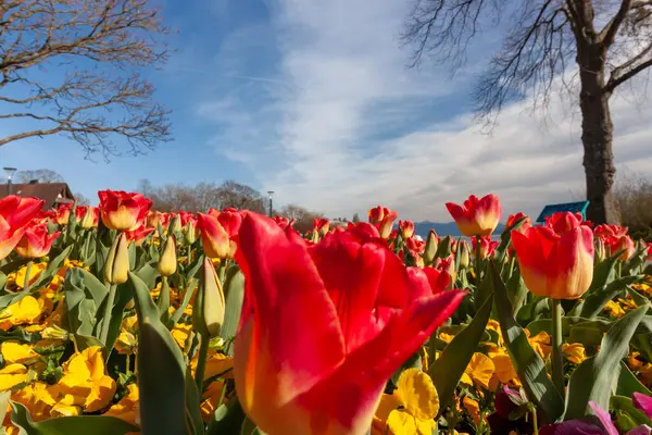 Canlı, alçak açılı bir çekim, Almanya 'nın Langenargen kentindeki baharın gelişini sembolize eden kırmızı ve sarı lalelerin ve neşeli sarı hanım evlatlarının olduğu bir alan yakalar.