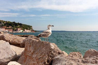 Adriyatik Denizi 'nin ışıldayan mavi sularının ufka uzandığı engebeli bir kayanın üzerinde zarif bir şekilde tünemiş yalnız bir martıyı içeren sakin bir sahil sahnesi.
