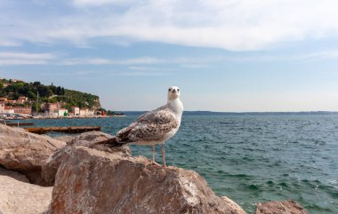 Adriyatik Denizi 'nin ışıldayan mavi sularının ufka uzandığı engebeli bir kayanın üzerinde zarif bir şekilde tünemiş yalnız bir martıyı içeren sakin bir sahil sahnesi.