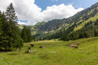 Nebelhornbahn, Oberstdorf 'taki Seealpe istasyonunda sıklıkla karşılaşılan Bavyera Alpleri' ndeki yemyeşil bir alp vadisinde manzaralar sergilenir.
