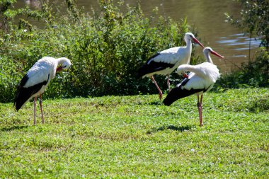 Huzurlu bir göletin yakınındaki güneşli bir çayırda üç zarif leylekten oluşan bir grup. Biri tüylerini dikleştiriyor, diğeri bakıyor, ve üçüncüsü ise doğal ortamlarında yürüyen, tipik leylek davranışları sergiliyor.