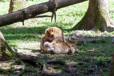 Güneşli bir orman zemininde birbirini tımar eden iki Barbar Makak 'ın dokunaklı bir sahnesi. Birbirlerine yakın sosyal bağlarını ve doğal ortamlarında barışçıl etkileşimlerini vurguluyorlar.