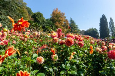 A vast, vibrant field of dahlias in full bloom, featuring shades of red, orange, and pink under a clear blue sky, capturing the breathtaking autumn splendor of the garden