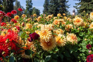 A vibrant sea of yellow-orange decorative dahlias with striking accents of deep red and burgundy blooms, set against a backdrop of trees and a distant tower under a blue sky