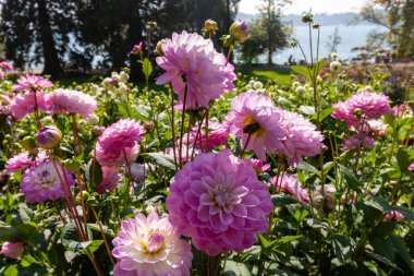 Close-up of elegant, softly glowing pink Semi-Cactus Dahlias with lush green foliage, blooming with the sparkling water of Lake Constance and dark trees visible in the soft-focus background on a sunny day