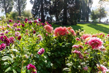 A vibrant mixed flowerbed of Dahlias in varying shades of pink, coral, magenta, and white, set against a background of green lawn, dark trees, and a glimpse of the lake in the scenic Mainau Island park