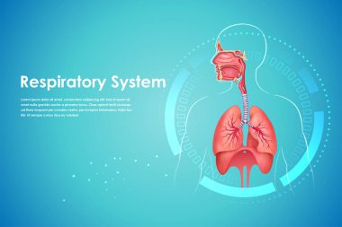 illustration of Healthcare and Medical education drawing chart of Human Respiratory System for Science Biology study clipart