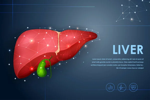 Ilustración Salud Educación Médica Dibujo Gráfico Hígado Humano Para Estudio — Archivo Imágenes Vectoriales